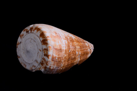 Sea Shell Isolated On A Black backgroundの写真素材