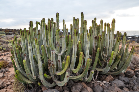 Cactus in the Desert at Sunset Tenerife South Canary Islands Spainの写真素材