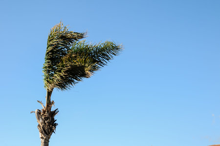 Palm Tree Blowing By The Windの写真素材
