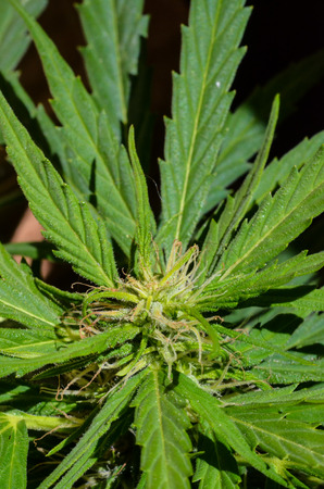 Blooming Cannabis Marijuana Green Ripe Buds Flowersの写真素材