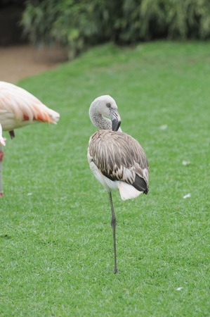 Pink Flamingo Bird on the Floor in a Park in Tenerife, Spainの写真素材