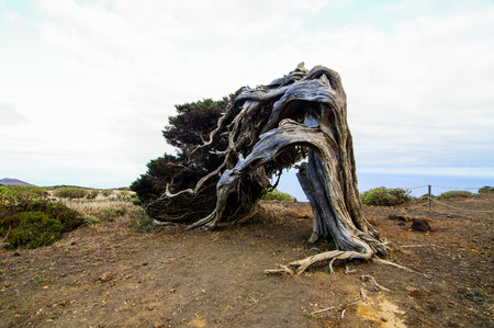 Gnarled Juniper Tree Shaped By The Wind at El Sabinar, Island of El Hierroの写真素材