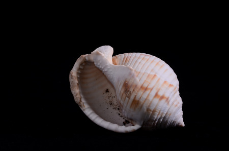 Sea Shell Isolated On A Black の写真素材