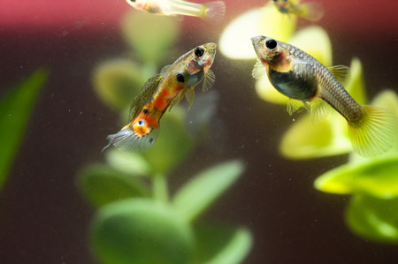 Guppy Multi Colored Fish in a Tropical Acquariumの写真素材