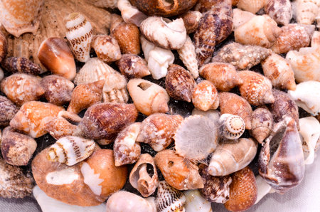 Texture Background of colored round sea shells