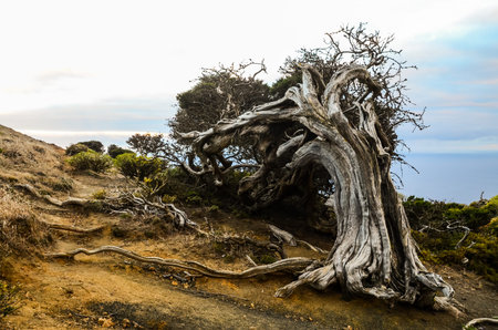Gnarled Juniper Tree Shaped By The Wind at El Sabinar, Island of El Hierro