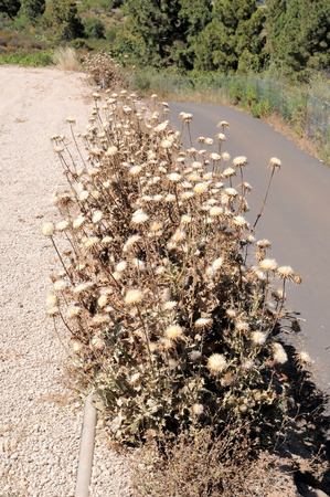 Some Dried Flowers with Thorns in the Desertの写真素材