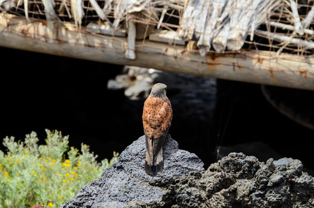 Lesser Kestrel Falco Naumanni Resting on a Rockの写真素材