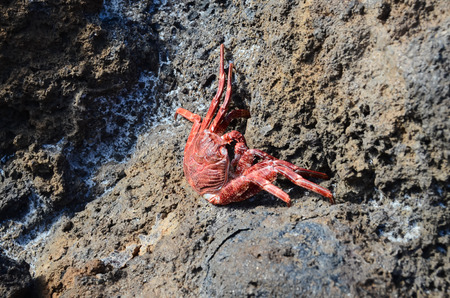 Red Crab Climbing the Black Volcanic Rocksの写真素材