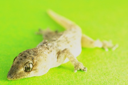 Small Gray Gecko Lizard on a Colored Backgroundの写真素材