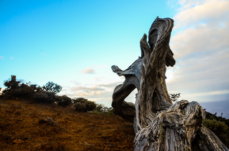 Gnarled Juniper Tree Shaped By The Wind at El Sabinar, Island of El Hierroの写真素材