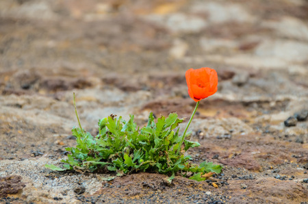 Red Poppy Flower on the Ground in the Wildの写真素材