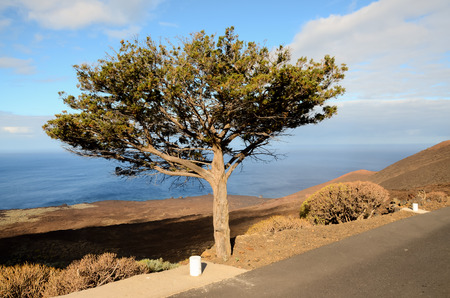 Gnarled Juniper Tree Shaped By The Wind at El Sabinar, Island of El Hierroの写真素材