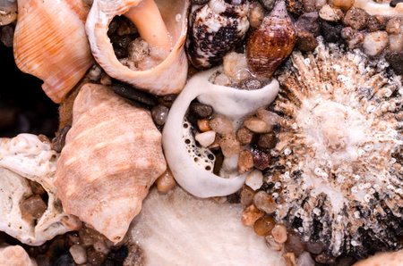 Texture Background of colored round sea shells