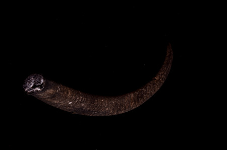 Male Adult Goat Horn on a Black Backgroundの写真素材