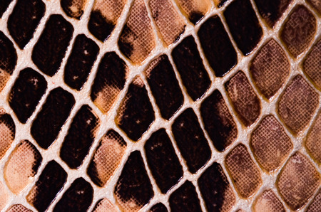 Artificial Reptil Snake Skin Seamless Pattern Textureの写真素材