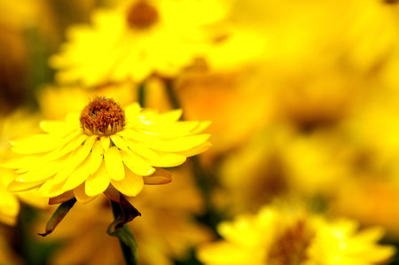 Some Very Colored Flowers on a Green Gardenの写真素材
