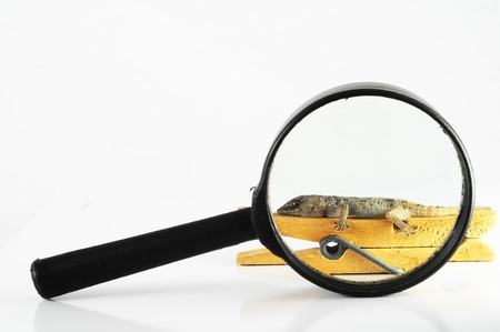 One Small Gecko Lizard and Loupe on a White Backgroundの写真素材