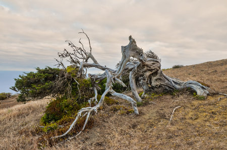 Gnarled Juniper Tree Shaped By The Wind at El Sabinar, Island of El Hierroの写真素材