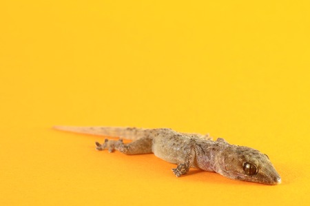 Small Gray Gecko Lizard on a Colored Backgroundの写真素材