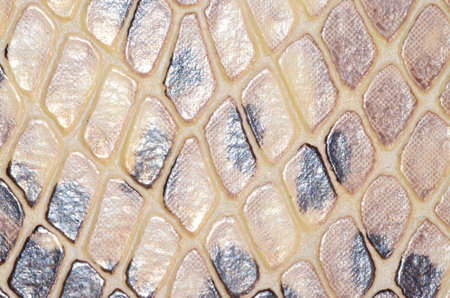 Artificial Reptil Snake Skin Seamless Pattern Texture
