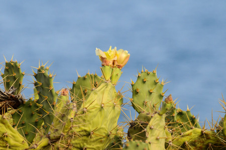 Pricly Pear Wild Green Succulent Cactus Near The Oceanの写真素材