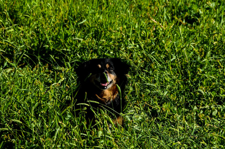 Dog in the Textured Grass Background on an Isolated Fieldの写真素材