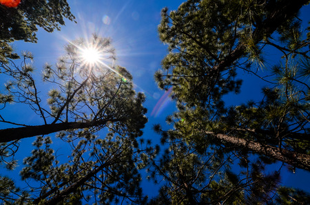 Very High Pine Wood Forest on a Sunny Dayの写真素材