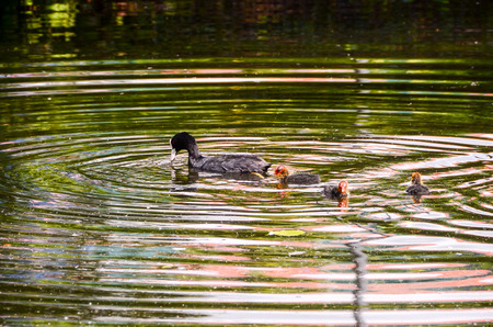 Duck Swimming in a Green Water River.の写真素材