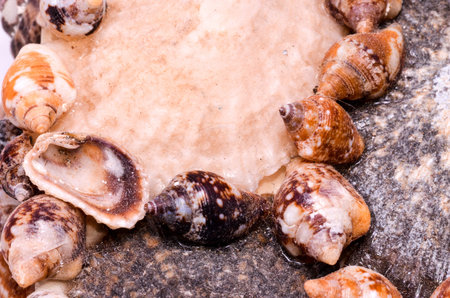 Texture Background of colored round sea shells
