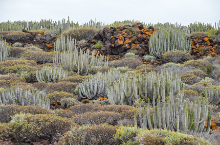 Cactus in the Desert at Sunset Tenerife South Canary Islands Spainの写真素材