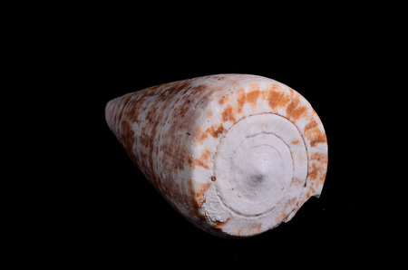 Sea Shell Isolated On A Black backgroundの写真素材