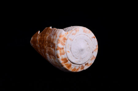 Sea Shell Isolated On A Black background