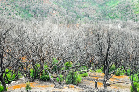 Effects of the Fire in a Forest, in Canary Islands, Spain