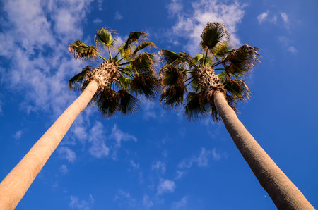 Green Palm Canarian Tree on the Blue Sky Backgroundの写真素材