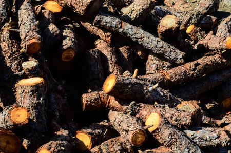 Cutted Wood Trunk Texture on a Sunny Day