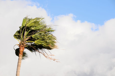 Palm Tree Blowing In The Wind Tenerife Canary Islands Spain