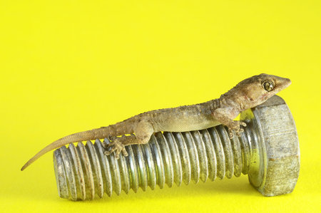 One Small Gecko Lizard and Screw on a Colored Background