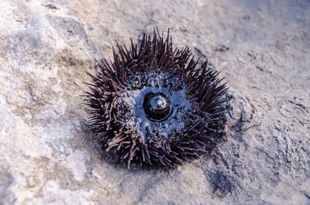 Sea Urchin on Rock Near Ocean Backgroundの写真素材
