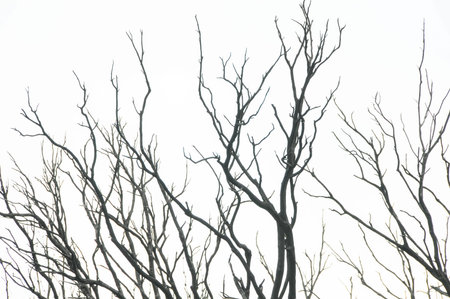 Effects of the Fire in a Forest, in Canary Islands, Spain