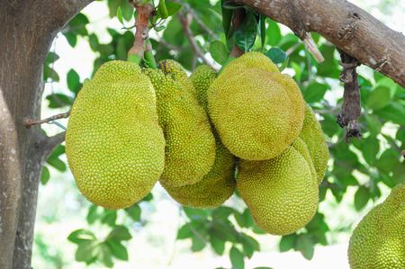 Green Jackfruit on the Tree in Vietnam Jungleの写真素材