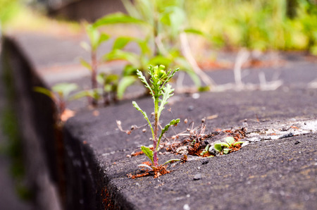 Green Plant Growing Trough Cracked Asphalt Floorの写真素材