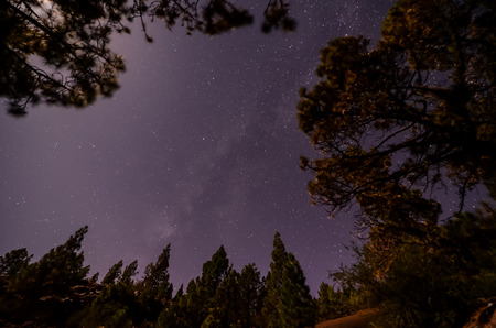 Stars in the Sky at Night over the Trees of a Pine Forestの写真素材