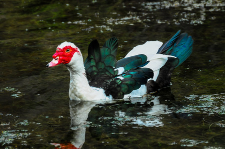 Muscovy Duck Swimming in a Black Water Lakeの写真素材