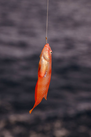 One Sea Fish Hooked over the Blue Atlantic Oceanの写真素材