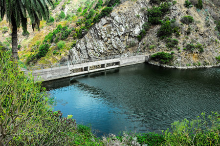 Tropical Canarian Green Palm and Black Water Lakeの写真素材