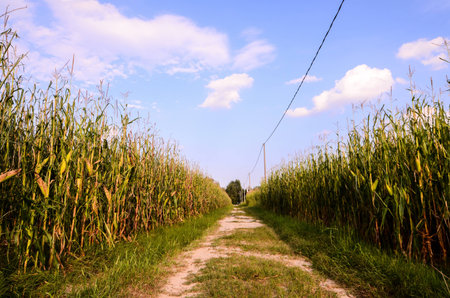Countryside Gravel Road Going Through the Fields in North Italy
