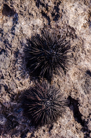 Sea Urchins on Rock
