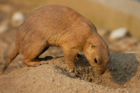 A Black-tailed prairie dog, Cynomys ludovicianus, sitting with his eyes closed