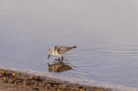 One Adult Kentish Plover Water Bird near a Beachの写真素材